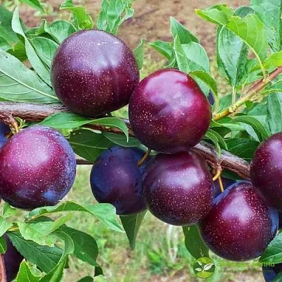 Шарафуга ВЕЛЬВЕТ САНРАЙЗ  Шарафуга ВЕЛЬВЕТ САНРАЙЗ в Лиде