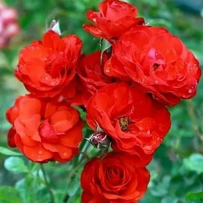 Роза ФАЙЕР КИНГ спрей  Роза ФАЙЕР КИНГ спрей в Лиде