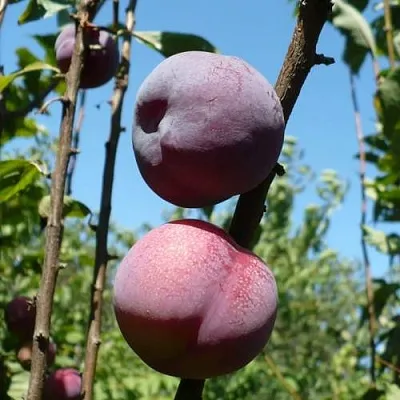 Плумкот ВЕЙ ВОНГ  Плумкот ВЕЙ ВОНГ в Лиде