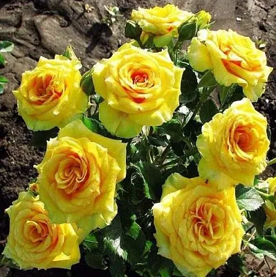 Роза САН СИТИ спрей  Роза САН СИТИ спрей в Лиде