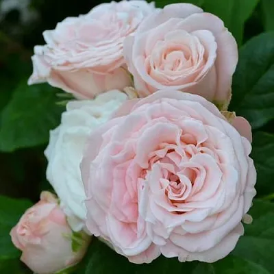 Роза БОМБАСТИК спрей  Роза БОМБАСТИК спрей в Лиде