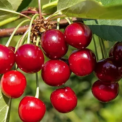 Вишня ЛЮБСКАЯ  Вишня ЛЮБСКАЯ в Лиде