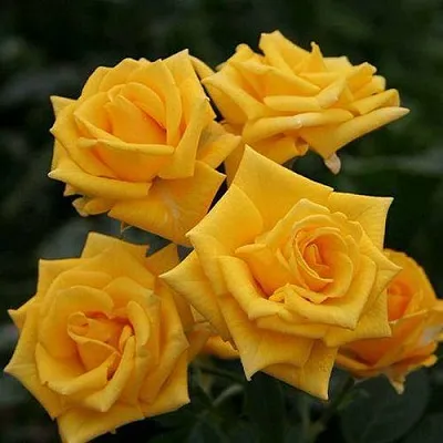 Роза ШАНИ спрей  Роза ШАНИ спрей в Лиде