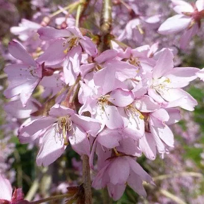 Сакура ПЕНДУЛА РУБРА  Сакура ПЕНДУЛА РУБРА в Лиде