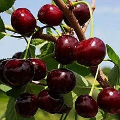 Вишня РОВЕСНИЦА  Вишня РОВЕСНИЦА в Лиде