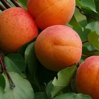 Абрикос ГРАФИНЯ  Абрикос ГРАФИНЯ в Лиде