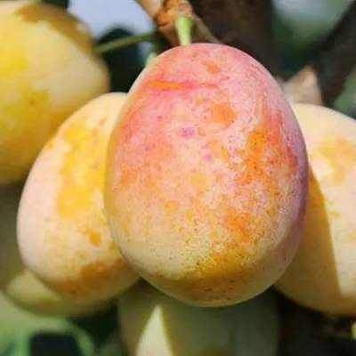 АПРИМИРА  АПРИМИРА в Лиде