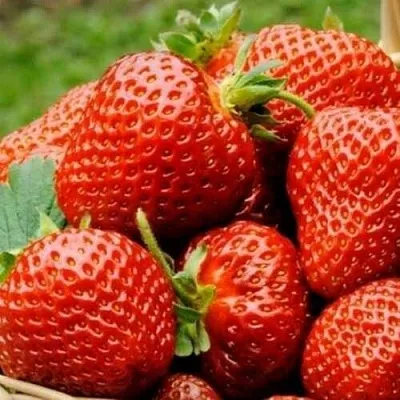 Клубника ФЛОРЕНС в Лиде