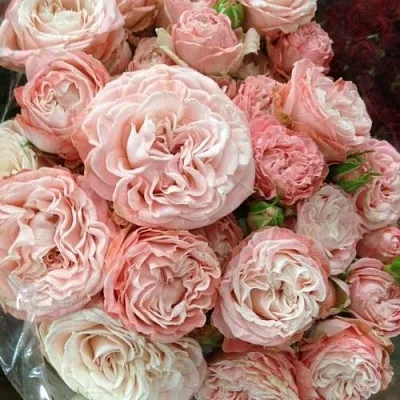 Роза МАДАМ БОМБАСТИК спрей  Роза МАДАМ БОМБАСТИК спрей в Лиде