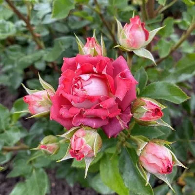 Роза ТИРАМИСУ спрей  Роза ТИРАМИСУ спрей в Лиде