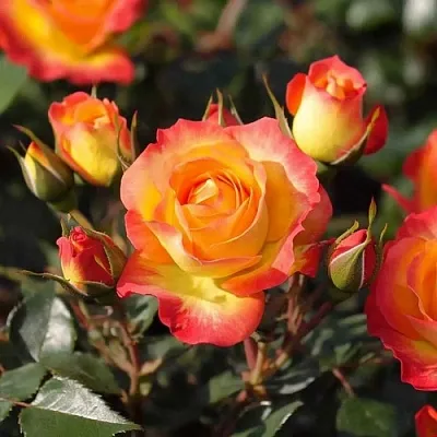 Роза ТАЙФУН спрей  Роза ТАЙФУН спрей в Лиде