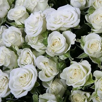 Роза СНОУФЛЕЙК спрей  Роза СНОУФЛЕЙК спрей в Лиде