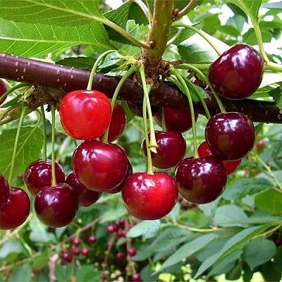 Вишня БРУСНИЦЫНА степная  Вишня БРУСНИЦЫНА степная в Лиде