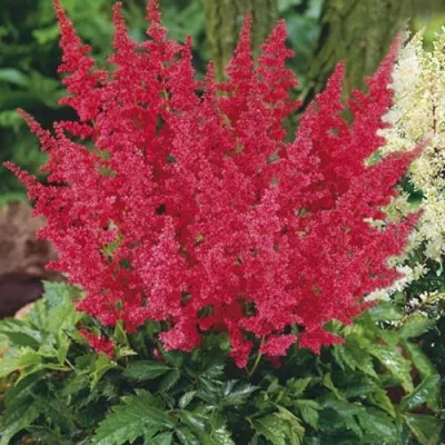 Астильба МОНТГОМЕРИ японская в Лиде