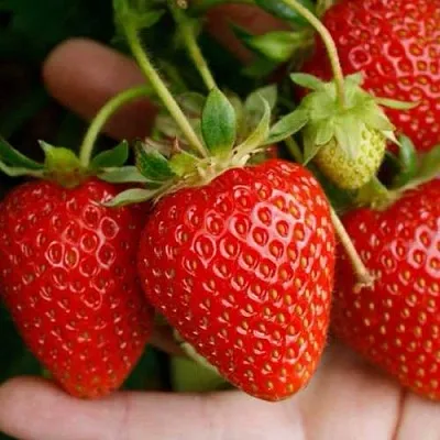 Клубника ПОРТОЛА ремонтантная в Лиде