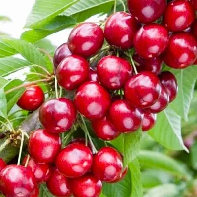 Вишня МАЛЮТКА колонновидная  Вишня МАЛЮТКА колонновидная в Лиде