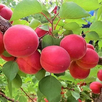 Абрикос харостор Абрикос харостор