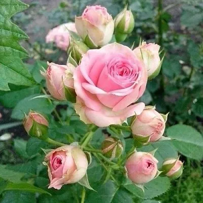 Роза МИМИ ЭДЕН спрей  Роза МИМИ ЭДЕН спрей в Лиде