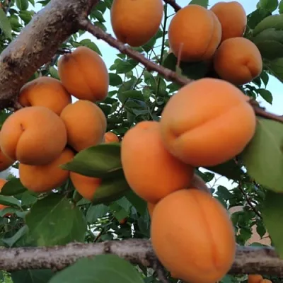 Абрикос ГОЛД РИЧ  Абрикос ГОЛД РИЧ в Лиде