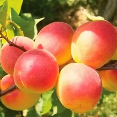 Абрикос NJA-19  Абрикос NJA-19 в Лиде