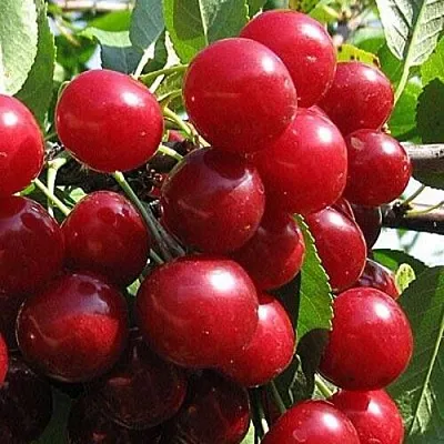 Вишня ГЛУБОКСКАЯ  Вишня ГЛУБОКСКАЯ в Лиде