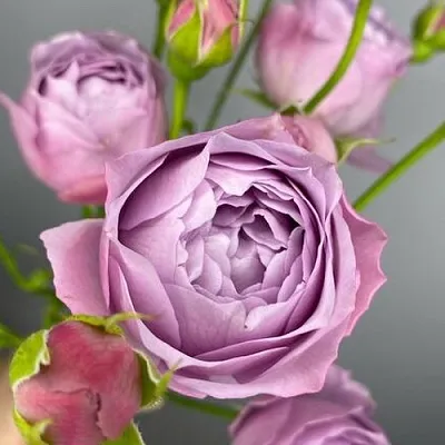 Роза ЛАВЕНДЕР БАБЛС спрей  Роза ЛАВЕНДЕР БАБЛС спрей в Лиде