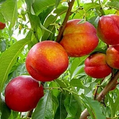 Нектарин ХАРБЛЕЙЗ  Нектарин ХАРБЛЕЙЗ в Лиде