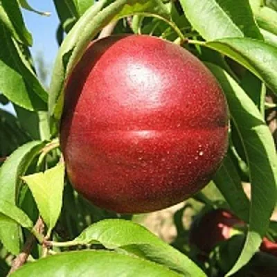 Нектарин ФАНТАЗИЯ  Нектарин ФАНТАЗИЯ в Лиде