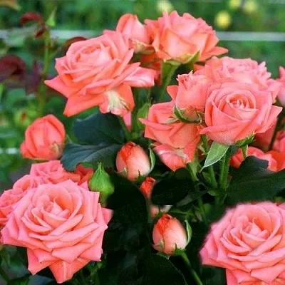 Роза БАРБАДОС спрей  Роза БАРБАДОС спрей в Лиде