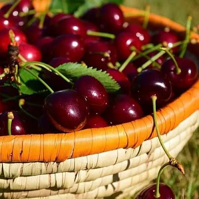 Вишня НЕСВИЖСКАЯ  Вишня НЕСВИЖСКАЯ в Лиде