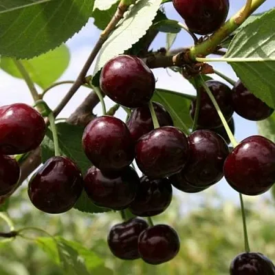 Вишня СВЕРДЛОВЧАНКА степная  Вишня СВЕРДЛОВЧАНКА степная в Лиде