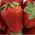 Клубника ФЛАМИНИЯ в Лиде