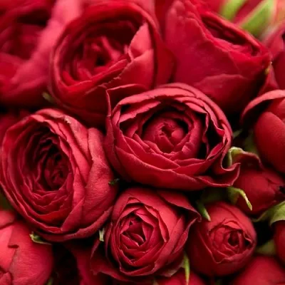 Роза РЕД ЛЕЙС спрей  Роза РЕД ЛЕЙС спрей в Лиде