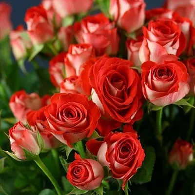 Роза ЗОДИАК спрей  Роза ЗОДИАК спрей в Лиде