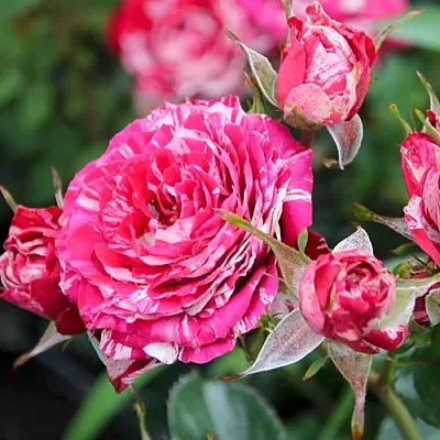 Роза АРРОУ ФОЛИЕС спрей  Роза АРРОУ ФОЛИЕС спрей в Лиде