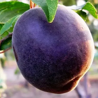 Абрикос ШЛОР ЦИРАН  Абрикос ШЛОР ЦИРАН в Лиде