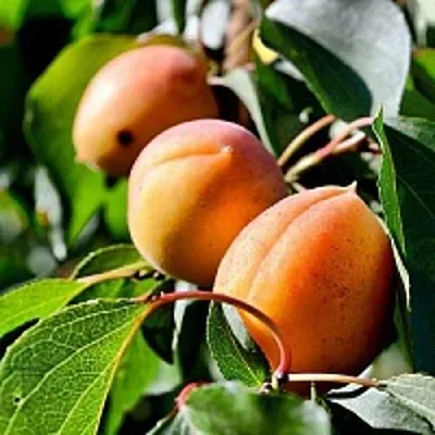 Абрикос БАЙ  Абрикос БАЙ в Лиде