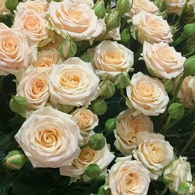 Роза ТАНЯ спрей  Роза ТАНЯ спрей в Лиде