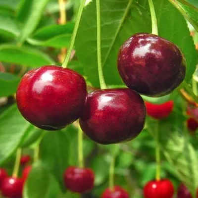 Вишня УЙФЕХЕРТОЙ ФЮРТОШ  Вишня УЙФЕХЕРТОЙ ФЮРТОШ в Лиде