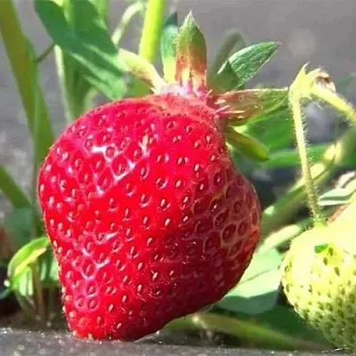 Клубника ХОНЕЙ в Лиде