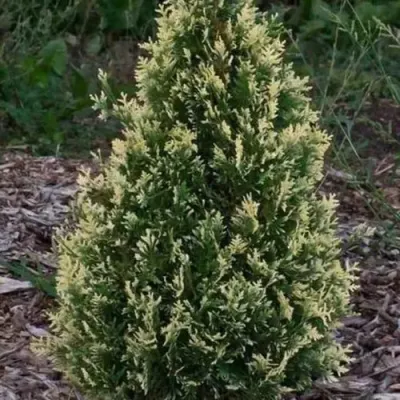 Туя БРАБАНТ ВАРИЕГАТТА западная в Лиде