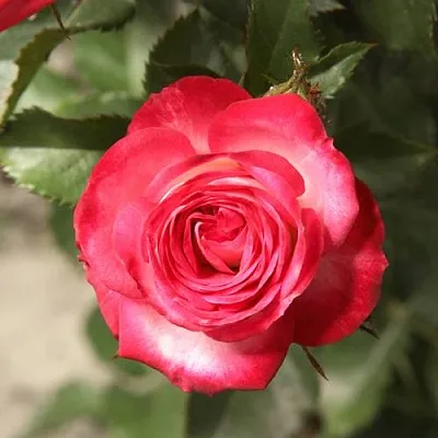 Роза САФИНА спрей  Роза САФИНА спрей в Лиде