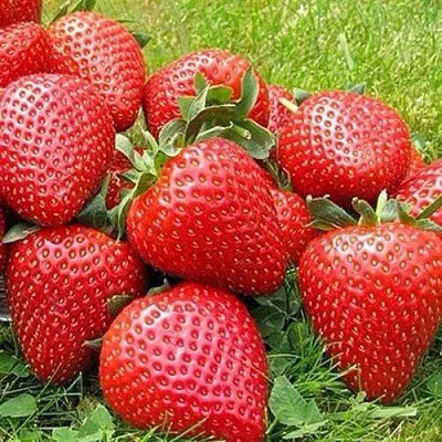 Клубника ЭЛИАНЕ в Лиде