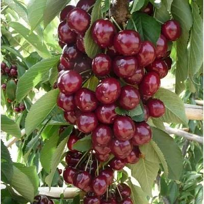 Вишня КОРОЛЕВА колонновидная  Вишня КОРОЛЕВА колонновидная в Лиде