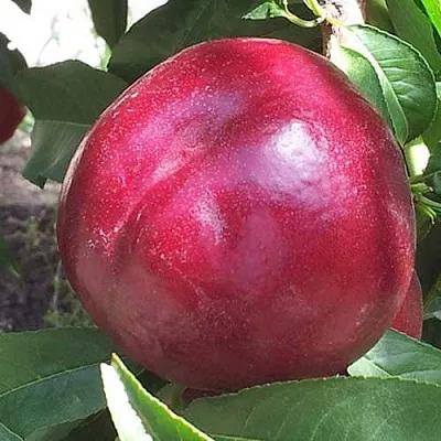 Нектарин ЭКСТРИМ БЬЮТИ  Нектарин ЭКСТРИМ БЬЮТИ в Лиде