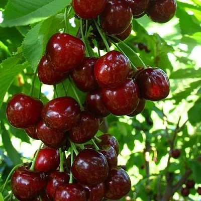 Вишня ВОСТОРГ колонновидная  Вишня ВОСТОРГ колонновидная в Лиде