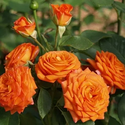 Роза БЕЙБ спрей  Роза БЕЙБ спрей в Лиде