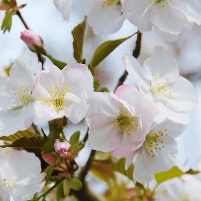 Вишня ОКАМЕ  Вишня ОКАМЕ в Лиде