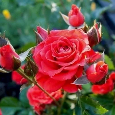 Роза МИДЖЕТ спрей  Роза МИДЖЕТ спрей в Лиде