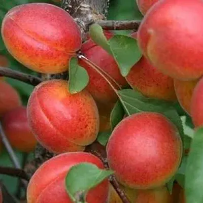 Абрикос НЬЮ-ДЖЕРСИ  Абрикос НЬЮ-ДЖЕРСИ в Лиде